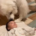 超大型犬が赤ちゃん…