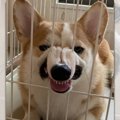 「コーギー犬」っぽ…