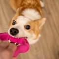 犬の散歩がどうして…