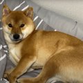 爆睡中の犬に『散歩…