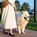 悩ましい犬の散歩と…