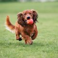 運動量が多い犬種６…