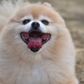犬のテンションが上…