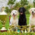 ドッグショー 愛犬を…