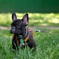 犬の夏の散歩に行く…