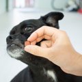 犬が心を閉ざす『絶…