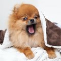 『犬になりたい』と…