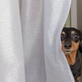犬が『かくれんぼ』…