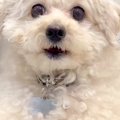 スマホで犬を撮影し…