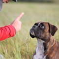 犬のしつけがうまく…