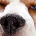 犬と楽しみながらト…