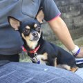 『なるほど！』愛犬…