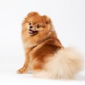 『美しい毛を持つ犬…
