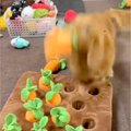 犬と『人参収穫ゲー…