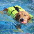 夏に注意！犬と水遊…