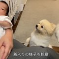 モフモフ兄妹と赤ち…