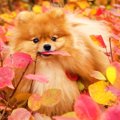 犬と秋を楽しむ方法…
