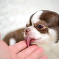 犬が「飼い主を噛ん…