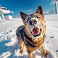 犬が雪を食べる！こ…