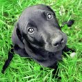 『人見知りな犬』に…