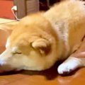 『もう飲めない…』ま…
