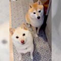 同じ犬種2頭と暮らし…