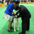 犬のショーハンドラ…
