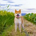 日本犬は喧嘩っ早い…