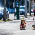 小型犬の散歩の頻度…