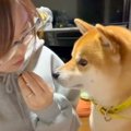 犬の前で『食べるフ…