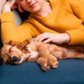 犬が安心する『飼い…