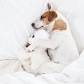 犬が寝ている時にピ…