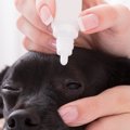 犬に人間用の目薬を…