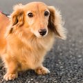 犬が大好きな人に共…