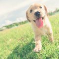 犬に『呼び戻し』を…