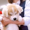【秋田犬】世界一か…