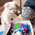 犬が『大切なおもち…