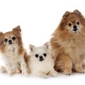 小型犬に絶対しては…