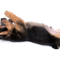 犬がお腹を見せてく…