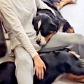 超大型犬4匹と暮らし…