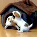 赤ちゃん犬が先輩に…