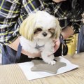 愛犬の足型を取るサ…