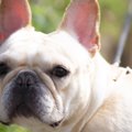 『鼻ぺちゃ犬』がな…