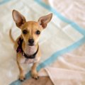 犬の下痢に気づいた…