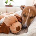 あなたの愛犬はどこ…