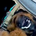 小さな子犬が『強面…