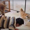 驚異のバランス感覚…