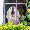 犬が窓越しに吠える…