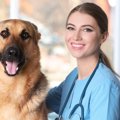 犬の骨ガンに対する…