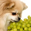 犬にマスカットは絶…